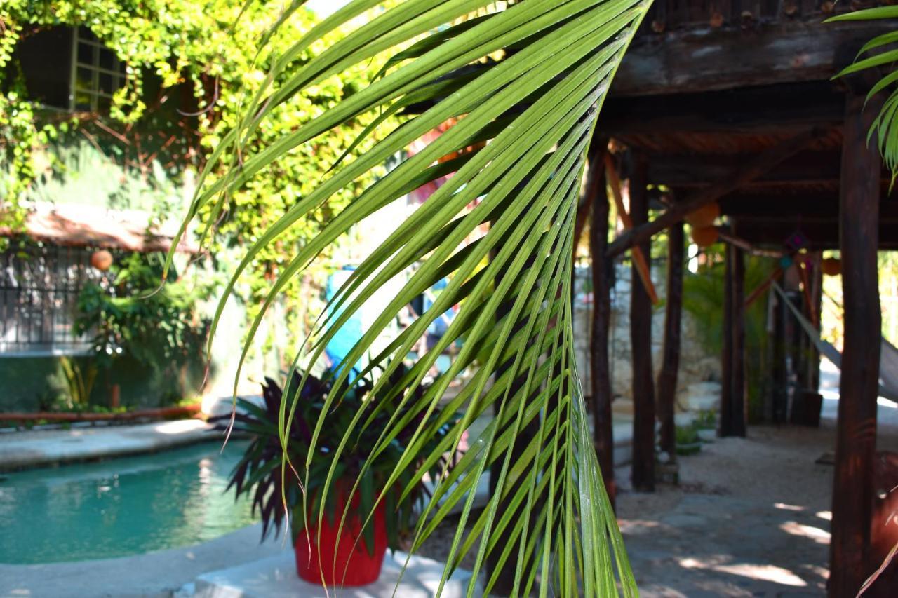 Lobo Tulum